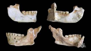 Los neandertales de El Sidrón se alimentaban de setas, piñones y musgo, y se medicaban