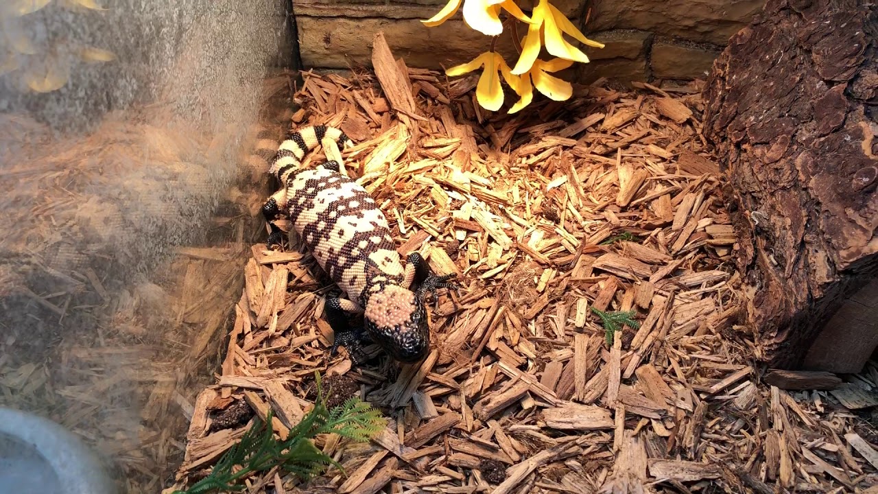 snake oil Angry Little Gila Monster