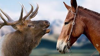 Packing Out a BIG Bull Elk! (10 Day Trip)