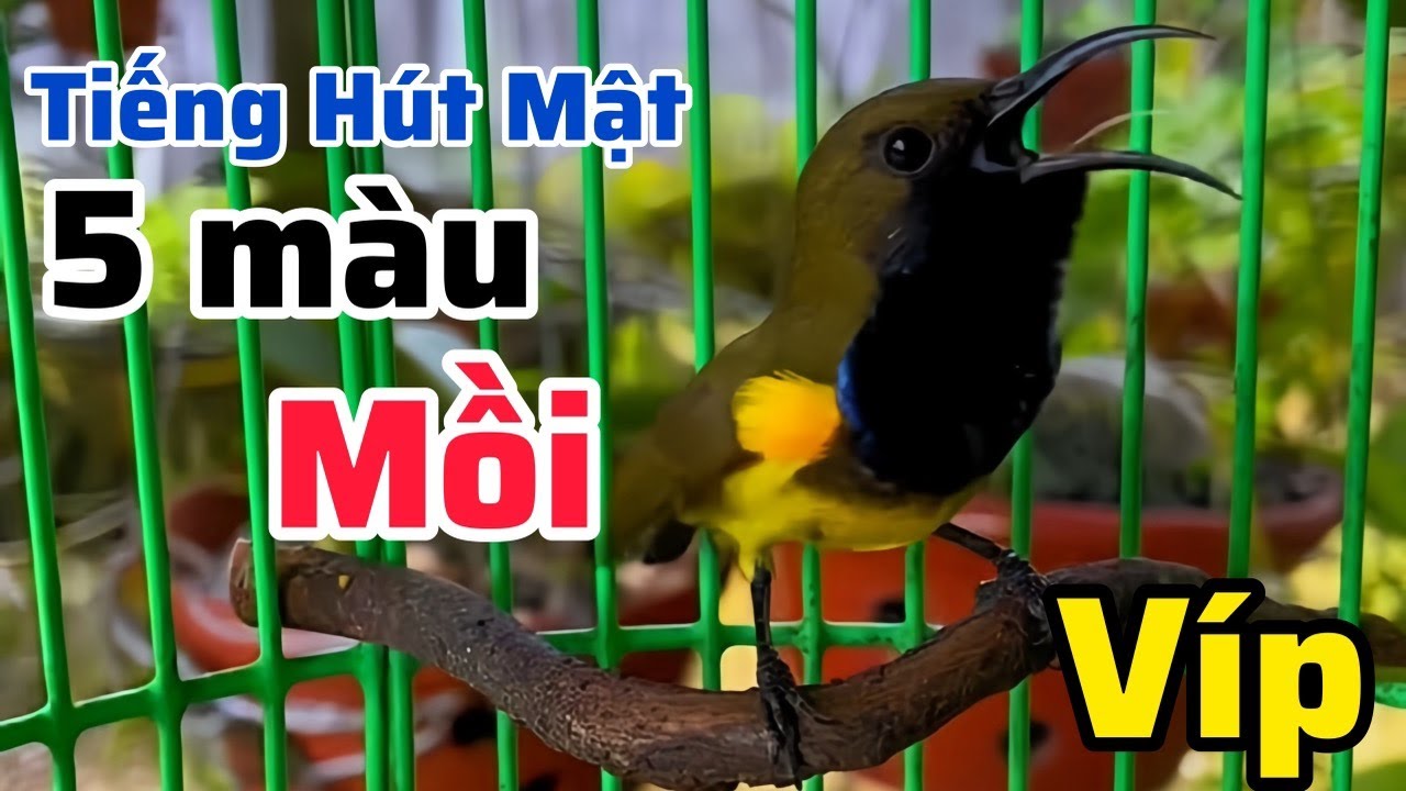 Tiếng 5 Màu Mồi Siêu Víp/ Tiếng 5 Màu Kích Bổi Về Nhanh, Kích Trống Mái Cực Nhạy