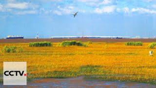 Jiuduansha Wetland: A hidden treasure of Shanghai