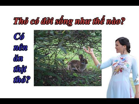 SINH HỌC 7 - BÀI 46 THỎ - Cô giáo Hạnh - youtube