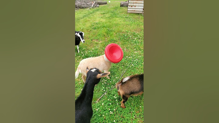 Goat Gets Head Stuck in Chicken Feeder || ViralHog