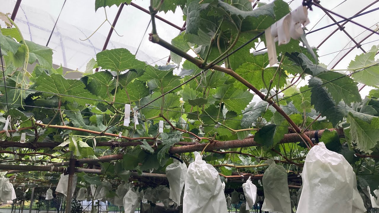 シャイン短梢　収穫10日前の枝管理　〜高糖度生産に向え！　〜