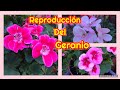 🛑 Cómo REPRODUCIR el GERANIO por esqueje 🌱