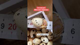 Купить инкубационное яйцо.  Техасский белый перепел самый крупный Хитрук Елена Украина