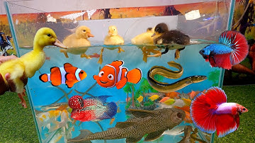 Những chú vịt dễ thương bên trong hồ cá cảnh đẹp, cá trê mèo, cá dạ quang, cá lau kiếng, cá chép koi