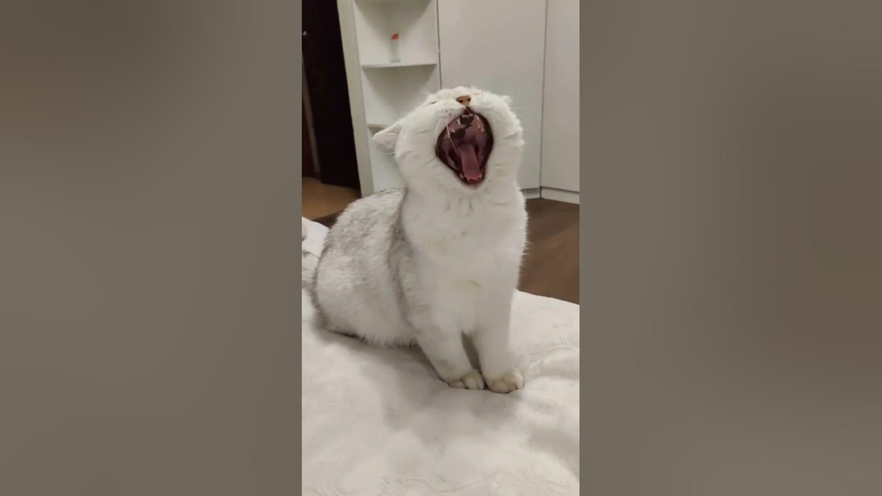 Буся - Як робить тигр. #коте #котэ #cattiktok #коте #котэ #кот #кот ...