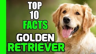 Top 10 Facts about Golden Retrievers
