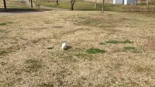 フェレットのお散歩（ハーネス無し・リード無しの自由気ままな公園散歩）