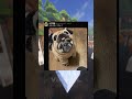 Animal Memes