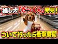 【目撃】近所に住む女子大生まなちゃんがスーパーで推し犬のだっくんを見つけて撮影してくれました。