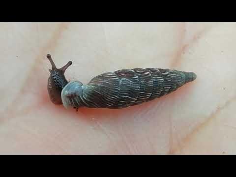 Schnecke Schließmundschnecke Schließmundschnecken Schnecken