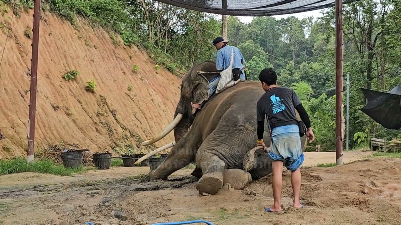 ตัดเล็บพลายศักดิ์สุรินทร์