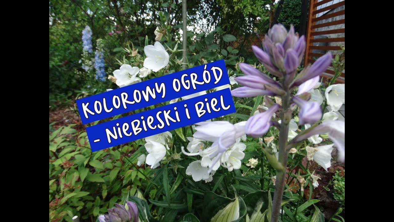 Kolorowy ogród - niebieski i biały