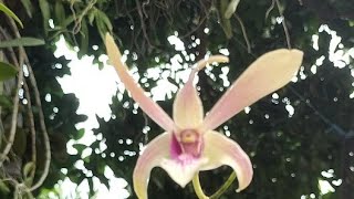 Live anggrek cabutan dari pohon langsung. wa.085648088911