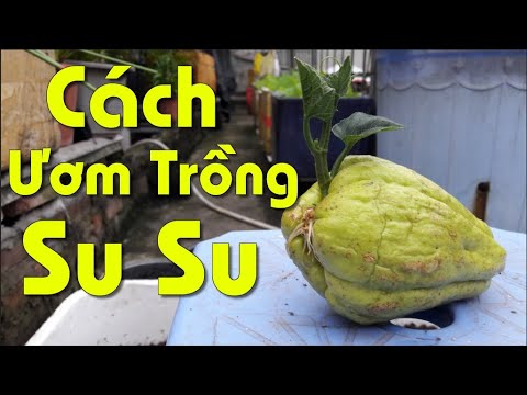Video Cách Ươm Và Trồng Su Su Nhanh Lớn, Không Bị Chết Do... - youtube