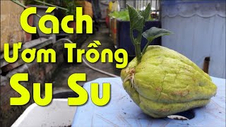 Cách Ươm Và Trồng Su Su Nhanh Lớn, Không Bị Chết Do Thối Nhũn
