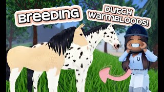 Breeding *DUTCH WARMBLOOD* Cross-coats! |Wild Horse Islands!