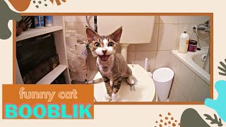 The CAT is interested in the toilet by Bublik funny cat 439 views 1 year ago 3 minutes, 42 seconds