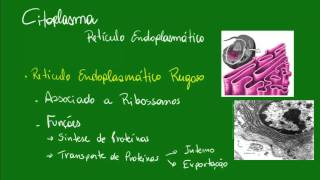 Retículo Endoplasmático