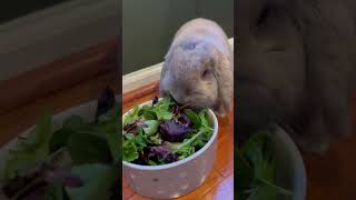 Bunny Eating Salad (ASMR) #bunny #cutebunny #asmr