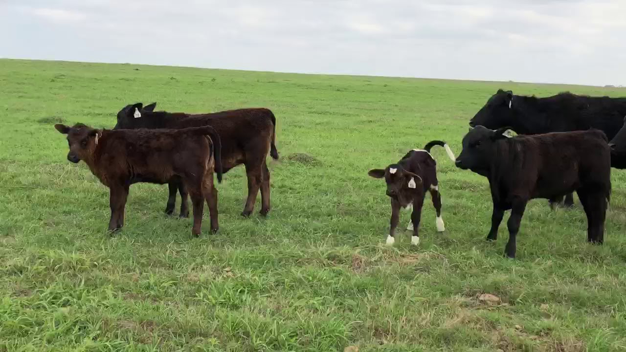 RiBear Cattle Angus plus pairs