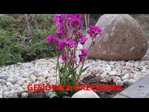 Wideo: Delikatne kwiaty jesiennego ogrodu: zawilec, aster, vaccaria i chelon