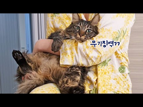 고양이에게 <strong>안아주기</strong> 형벌을 내렸더니... 너무 좋대요;;; (Eng)
