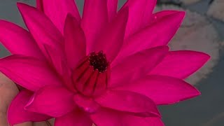 Rain Drops (Renuka Vimal) is live സൂപ്പർ ചാറ്റ് ലൈവ്