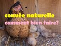 Comment avoir des poussins naturels