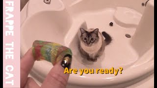 Balinese cat loves to play in a bathtub. He doesn't like taking a bath but loves to play in there.
