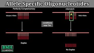 Allele Specific Oligonucleotides Aso Hybridisation Allele Specific Pcr Arms Pcr 