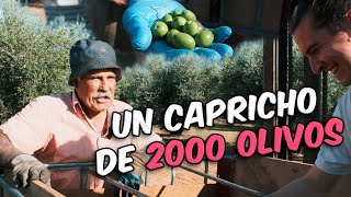 #9 | ACEITE ARTESANAL | de 100 a 2000 olivos