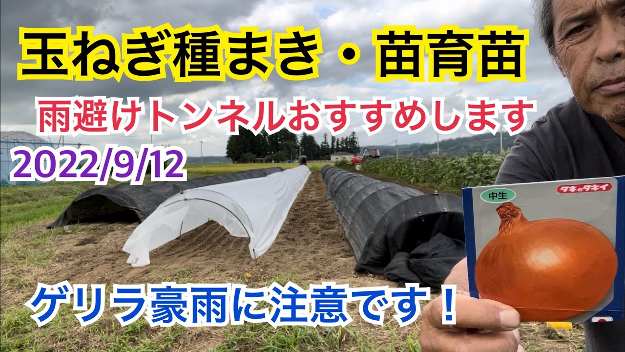 玉ねぎ種まき 苗育苗 玉ねぎ種まき露地栽培編 雨避けトンネルはおすすめです ゲリラ豪雨に注意です Youtube