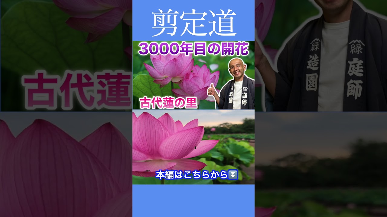 古代蓮が自生する名所《古代蓮の里》展望タワー、ギネス認定「田んぼアート」も！！ #剪定道 #古代蓮 #関東平野 #ギネス #お出かけ #植物 #スポット #自然満喫