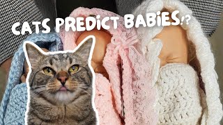 Can Cats Tell You’re Pregnant? (How MY Cats Reacted!) by Chip The Manx 2,796 views 2 weeks ago 1 minute, 24 seconds