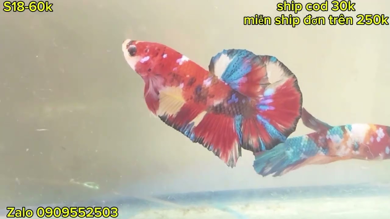 Đợt cá ngày 7-2-2026