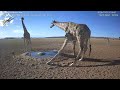 A family of giraffes at a watering hole. 03-01-2024.