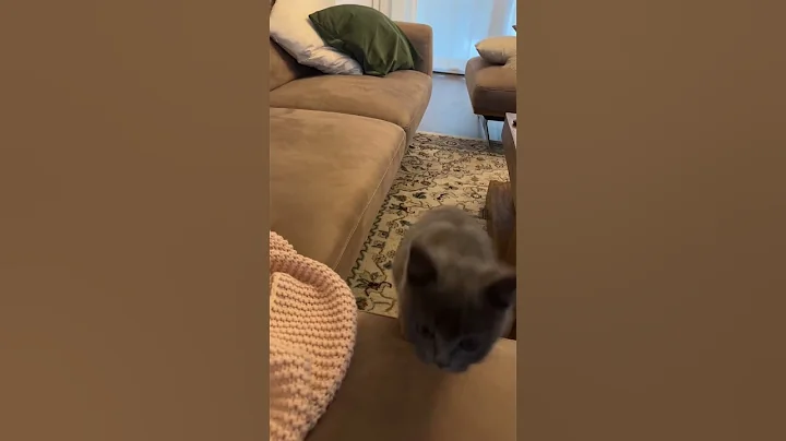 Play this sound if you want to cuddle with your cat