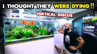 I THOUGHT ALL MY DISCUS FISH WERE GOING TO DIE!! DON'T DO THIS!! | MD Fish Tanks