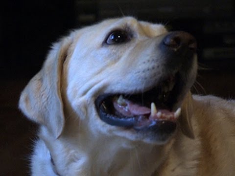 Do dogs experience emotions like humans? - YouTube