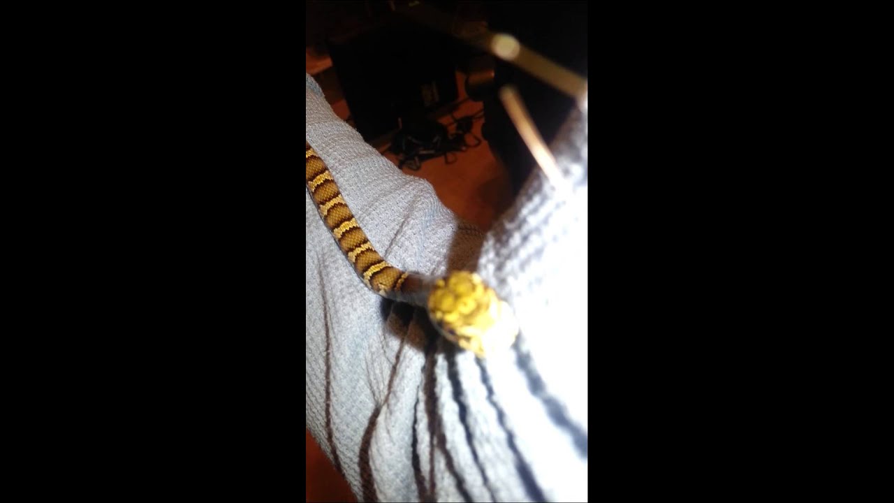 camera iphone 8 plus apk Baby Russian rat snake must climb the warm tree