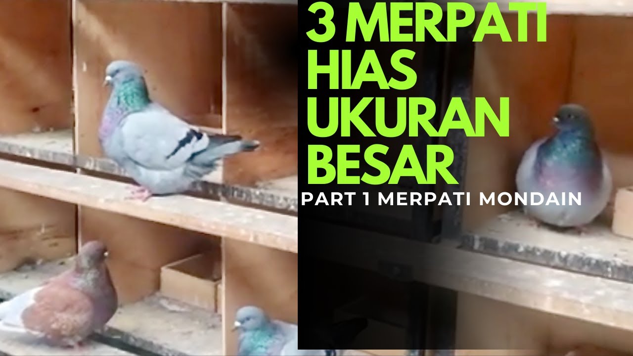 MERPATI HIAS UKURAN BESAR   PART#1 MERPATI MODAIN
