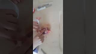 Kalp Yapısı. Fen Bilimleri