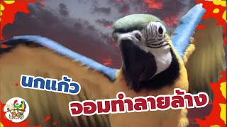 BG HOUSE EP.9 นกแก้วมาคอว์ จอมทำลายล้าง Destroyer Macaw