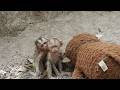 Finally Full! Baby Monkey Stops Sucking Sister's Ear After Eating