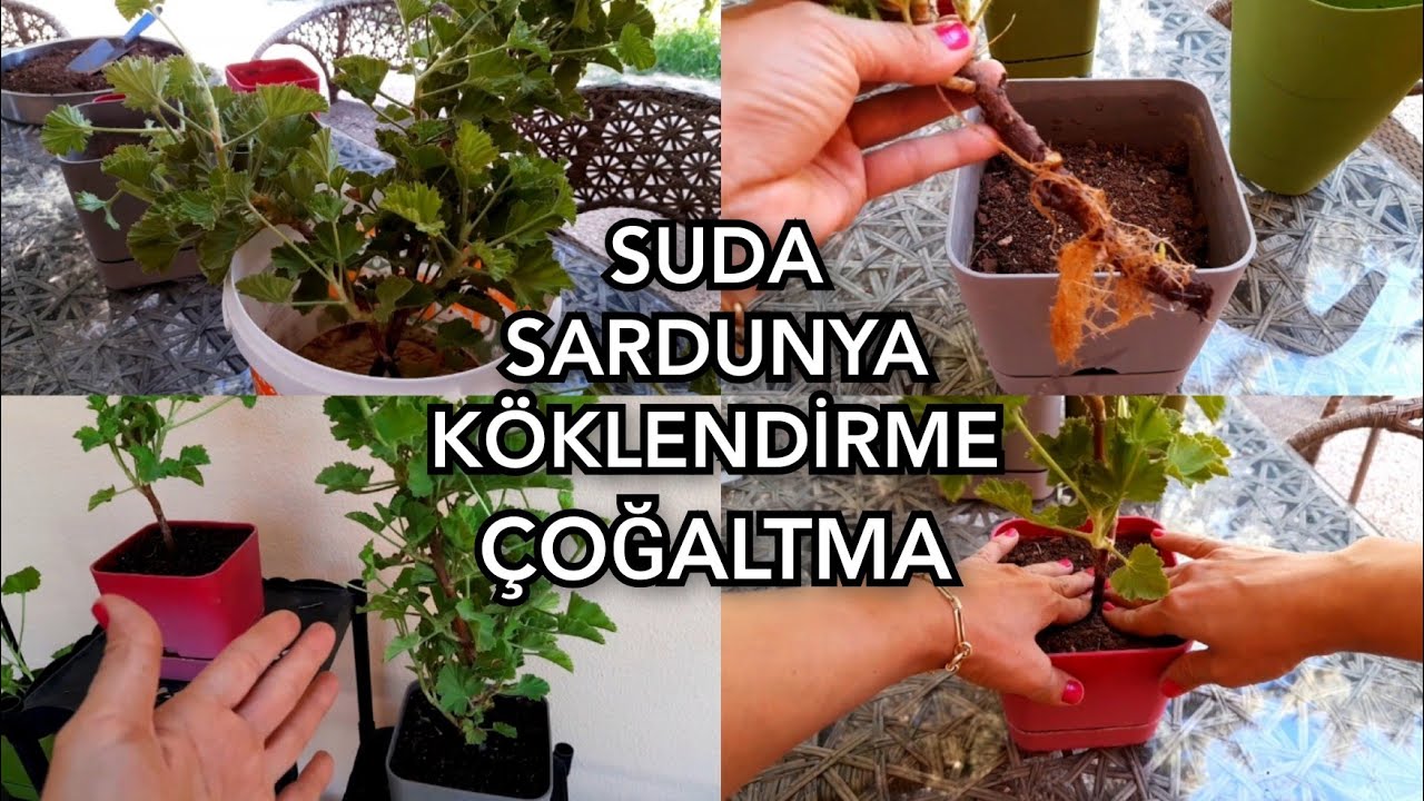 💯SARDUNYA KÖKLENDİRME NASIL OLUR⁉️Sardunya Ne Zaman Dikilir⁉️ #sardunyaçoğaltma
