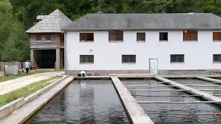 Ribnjak Bistrica Kod Gornjeg Vakufauskoplja