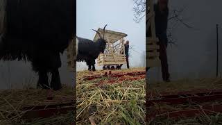Je nachdem, wie lange man mit den Ziegen kuschelt... ;-)